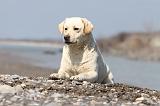 LABRADOR 504